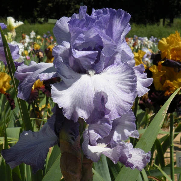 Better Loosen Up - Tall Bearded Iris