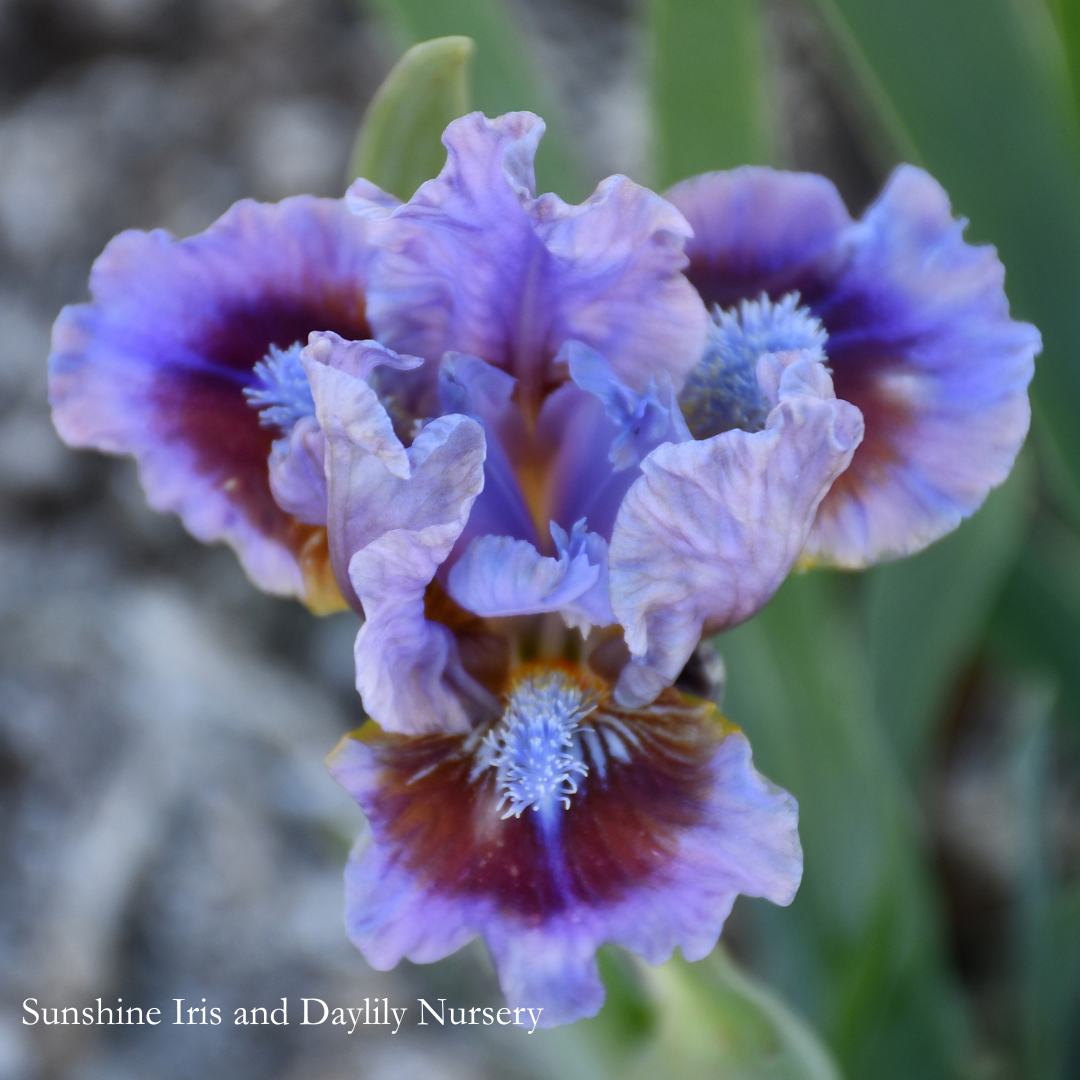 Beyond the Sky - Dwarf Bearded Iris