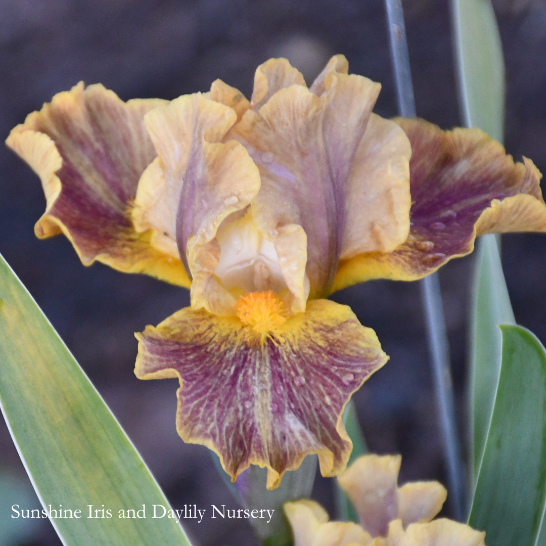 Bonkers - Intermediate Bearded Iris