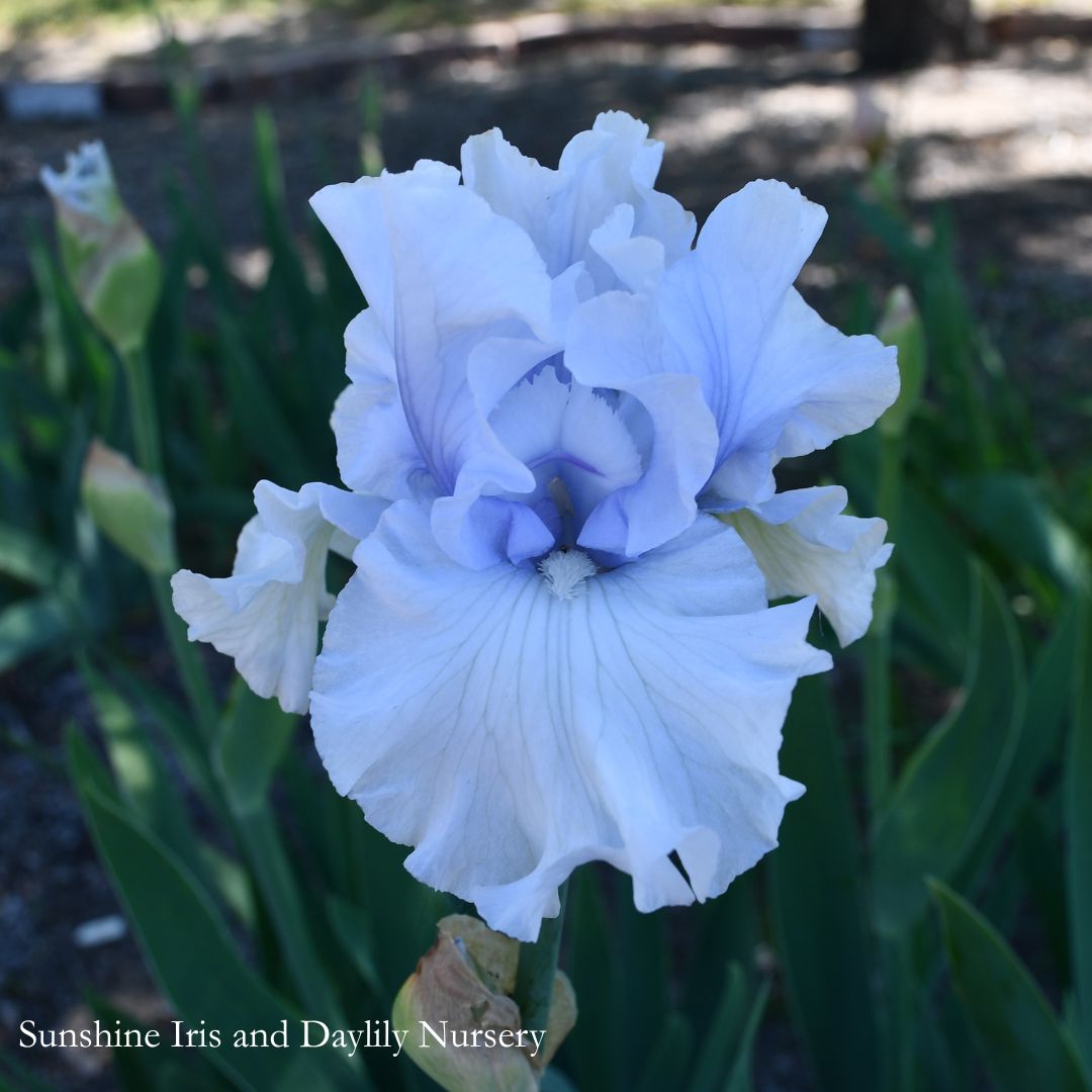 Cafe Bleu - Tall Bearded Iris