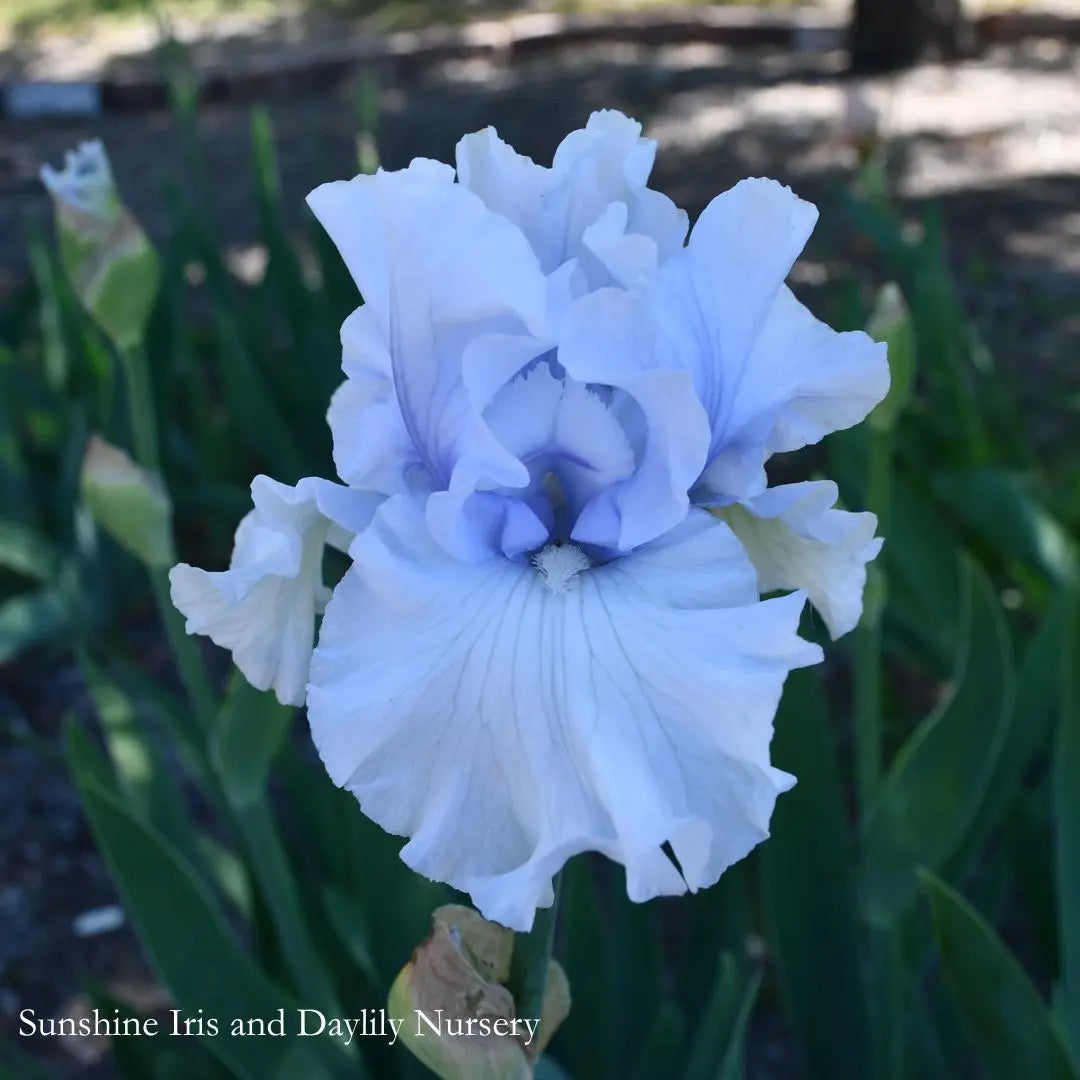 Cafe Bleu - Tall Bearded Iris Sunshine Iris Nursery