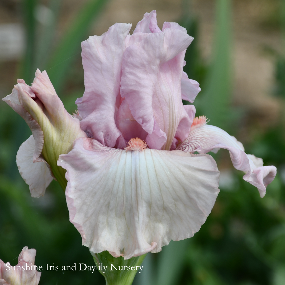 Cherished - Tall Bearded Iris