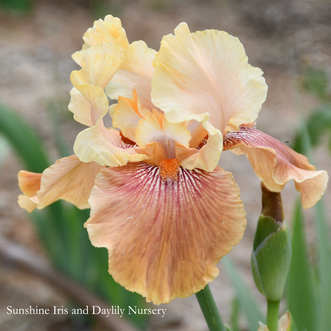 Echo Beach - Tall Bearded Iris