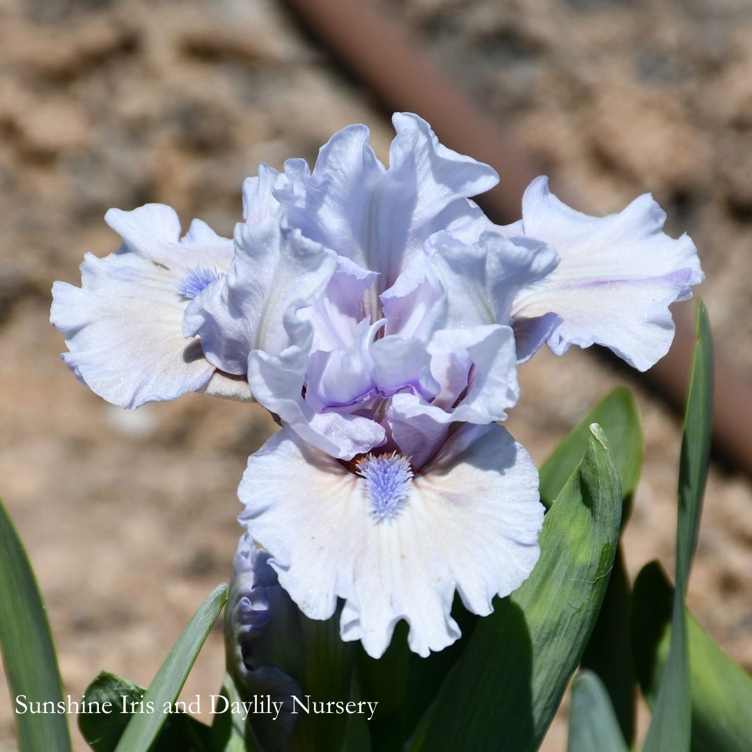 Elegant Cashmere - Dwarf Bearded Iris Sunshine Iris Nursery