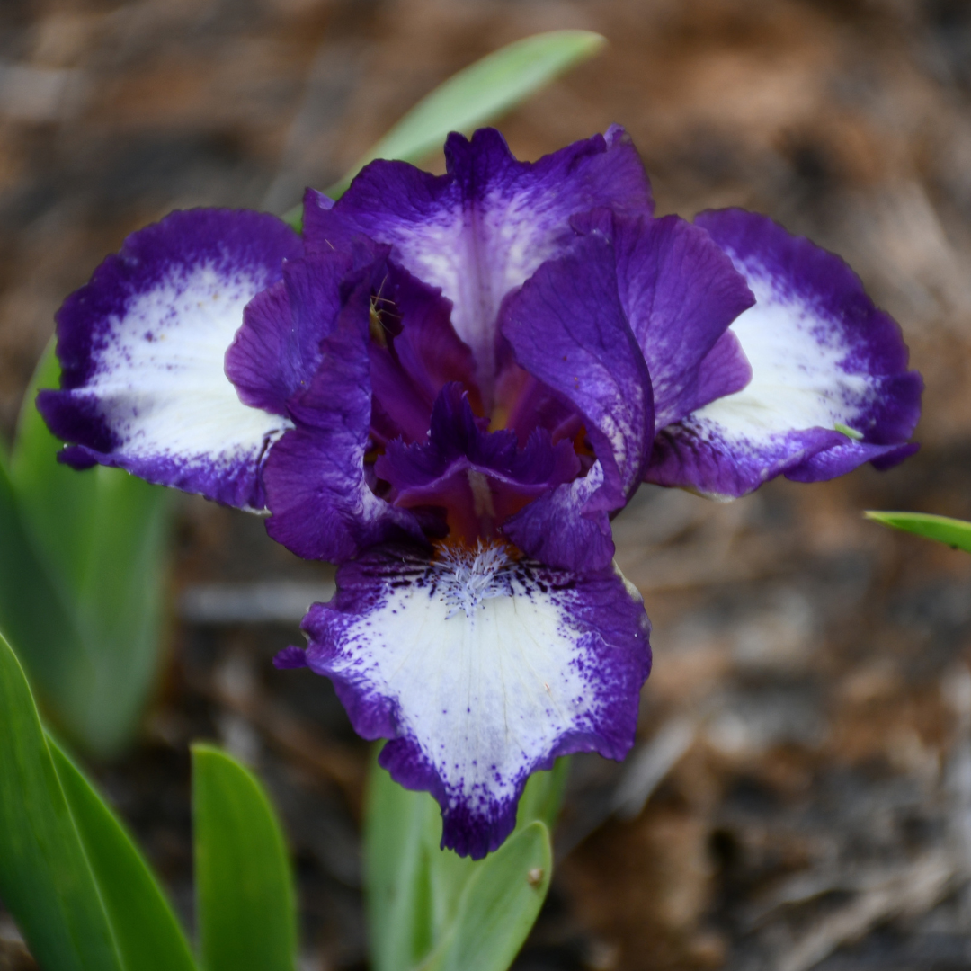 Face Paint - Dwarf Bearded Iris