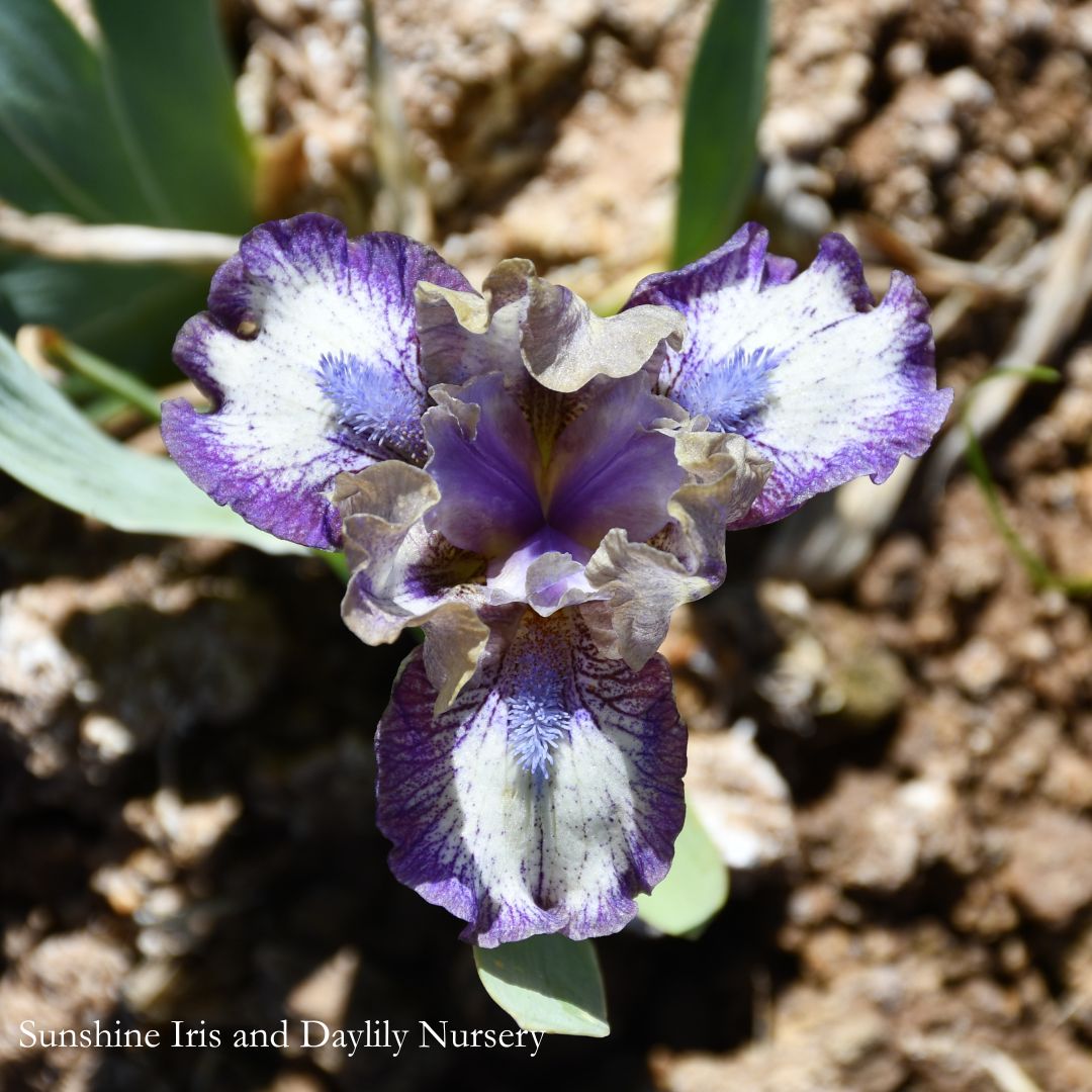 Fool For You - Dwarf Bearded Iris
