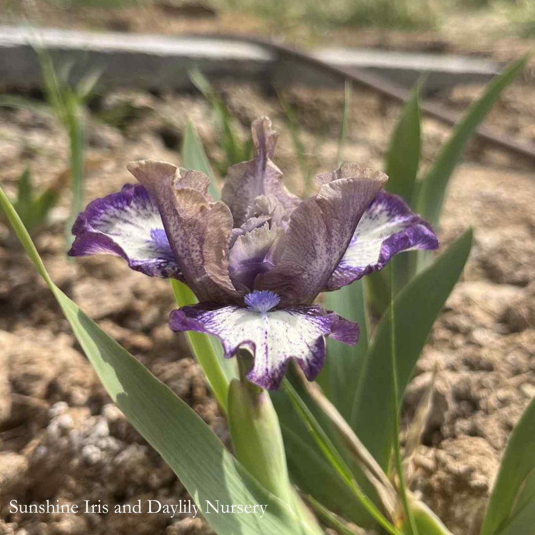 Fool For You - Dwarf Bearded Iris