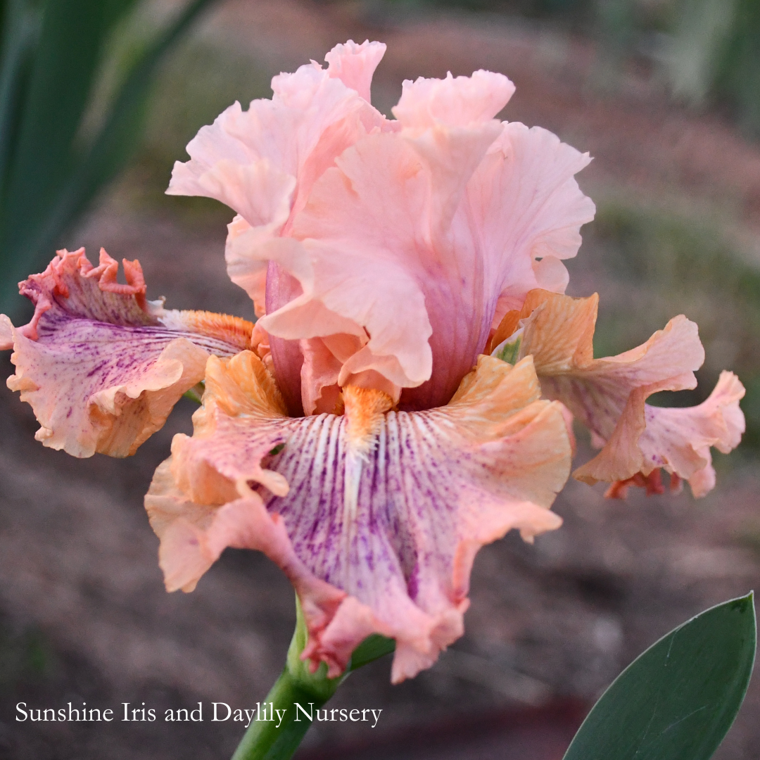 I'm Not Stable - Tall Bearded Iris