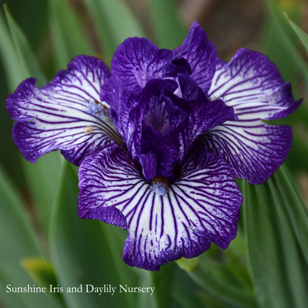 Line Drive - Intermediate Bearded Iris