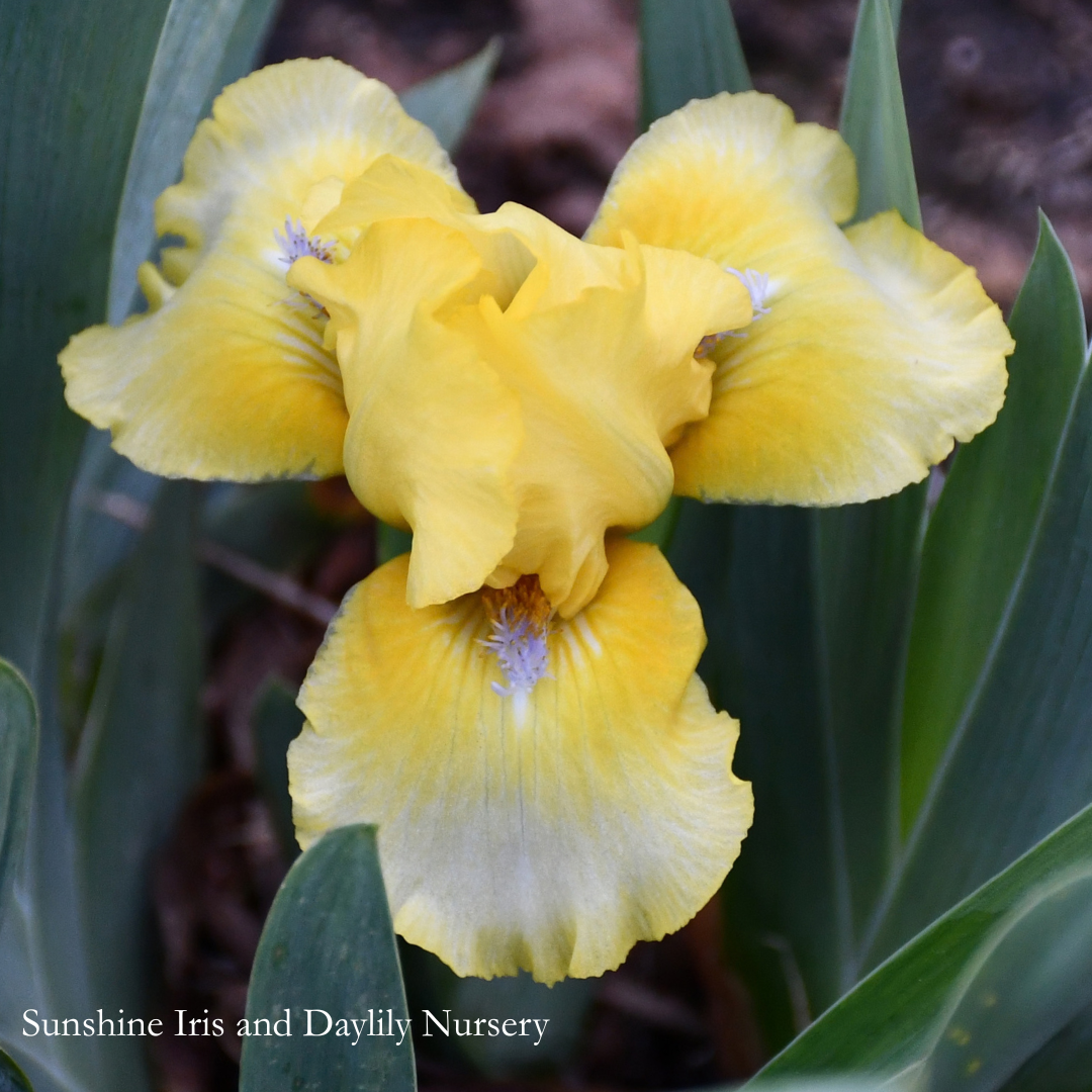 Little Chick - Dwarf Bearded Iris