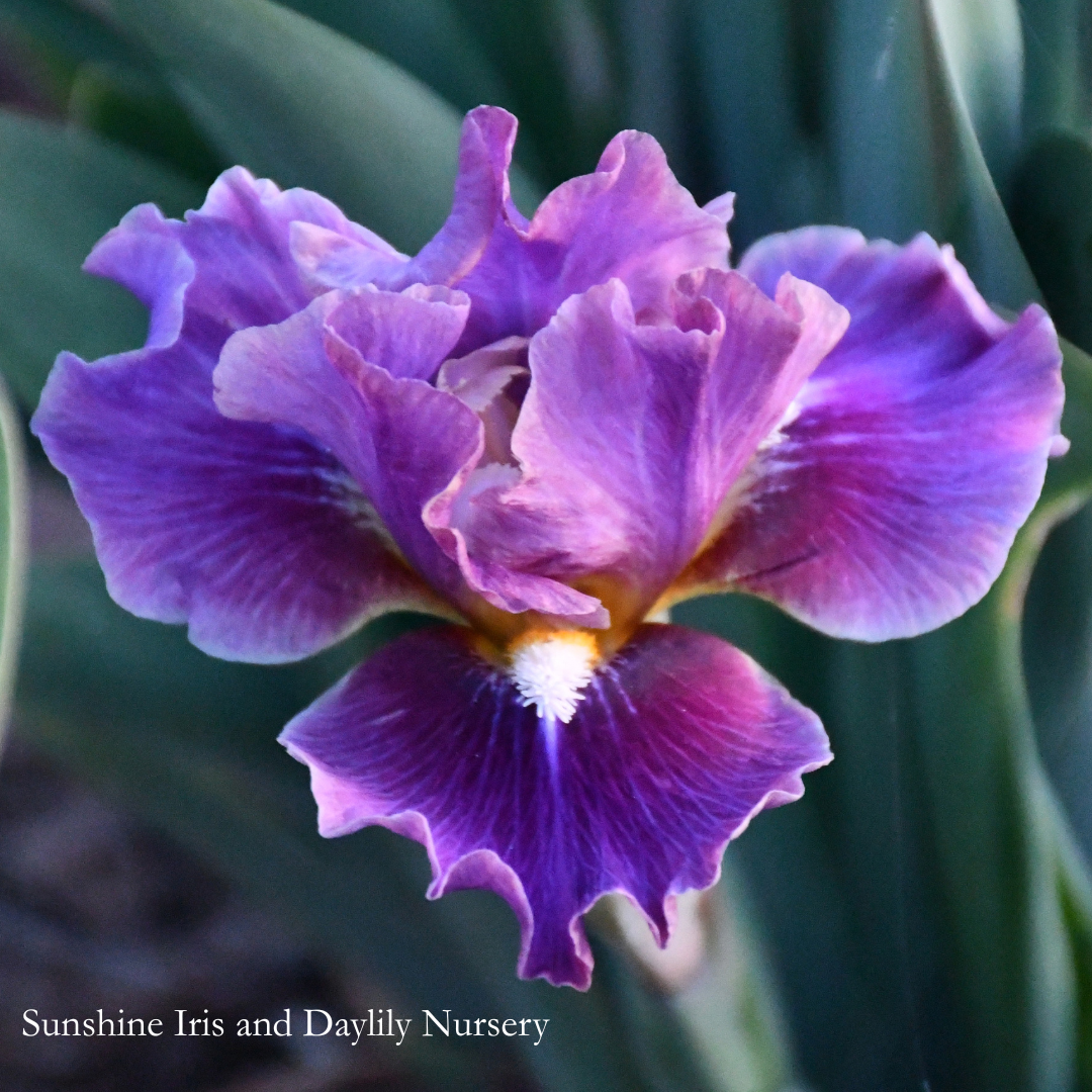 Moonglade - Intermediate Bearded Iris