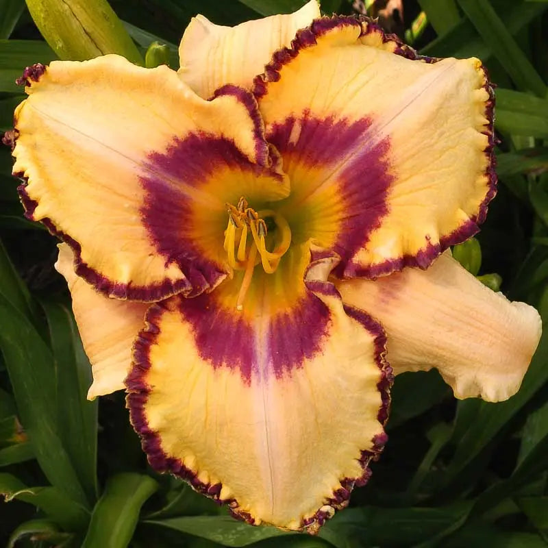Daylily Extra Special - 5 Unlabelled day lilies Sunshine Iris Nursery