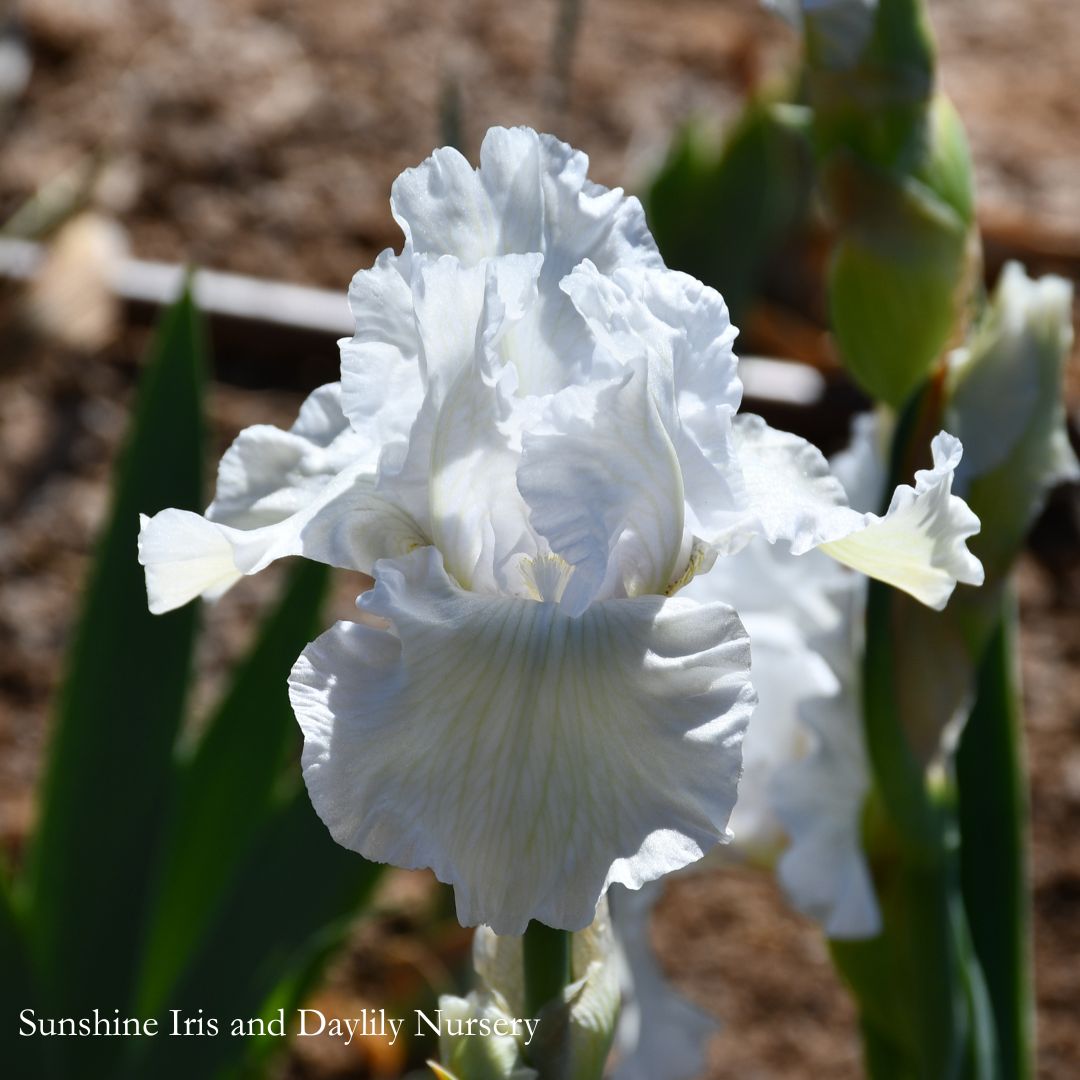 Wedding Vow - Tall Bearded Iris