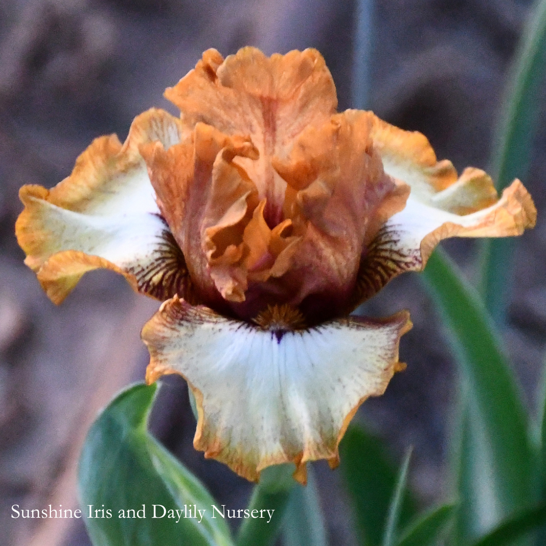 Wild Nutmeg - Intermediate Bearded Iris