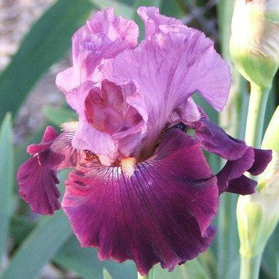 All Rhythm - Tall Bearded Iris