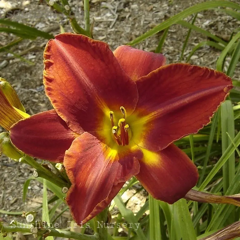 Annie Golightly - Large Daylily Sunshine Iris Nursery