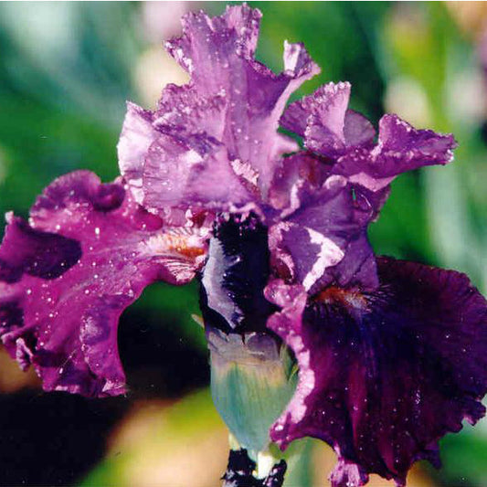 Anthology - Tall Bearded Iris
