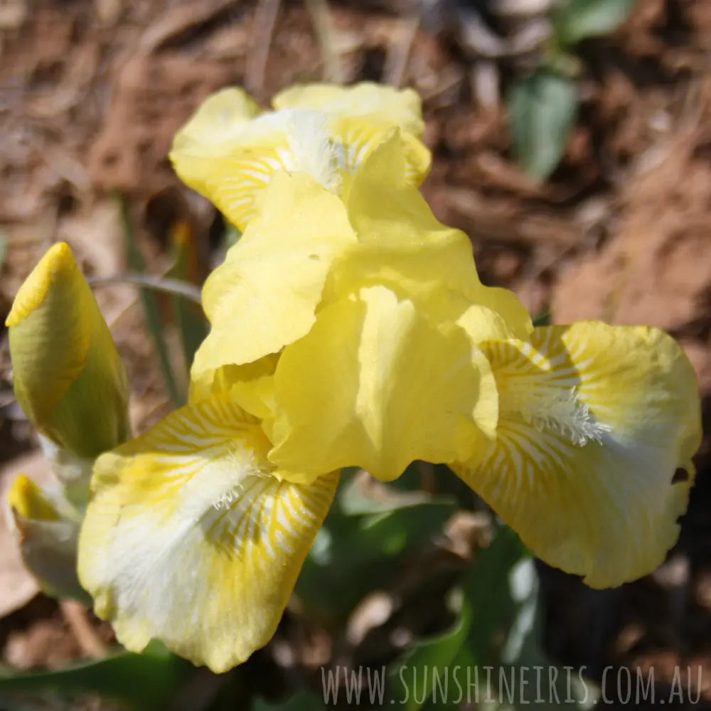 Baby Blessed - Dwarf Bearded Iris Sunshine Iris Nursery