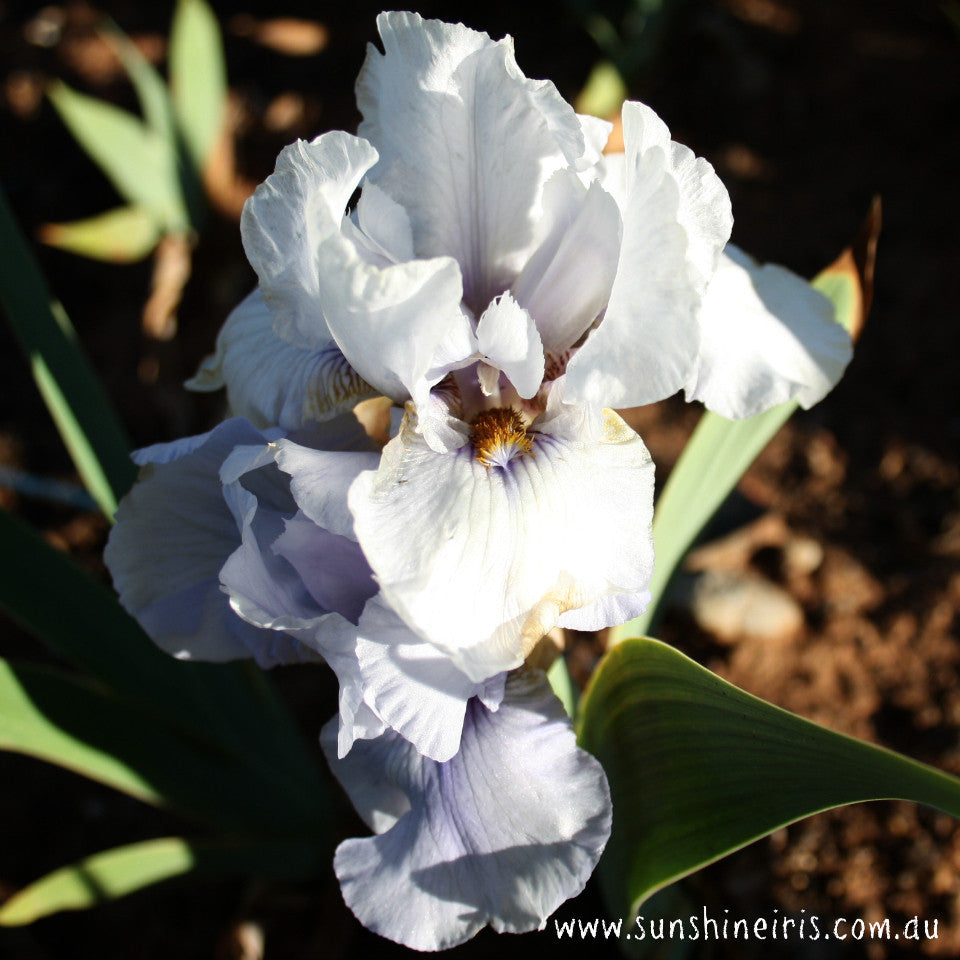 Beau Zam - Tall Bearded Iris