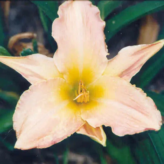 Betty Hudson - Large Daylily Sunshine Iris Nursery