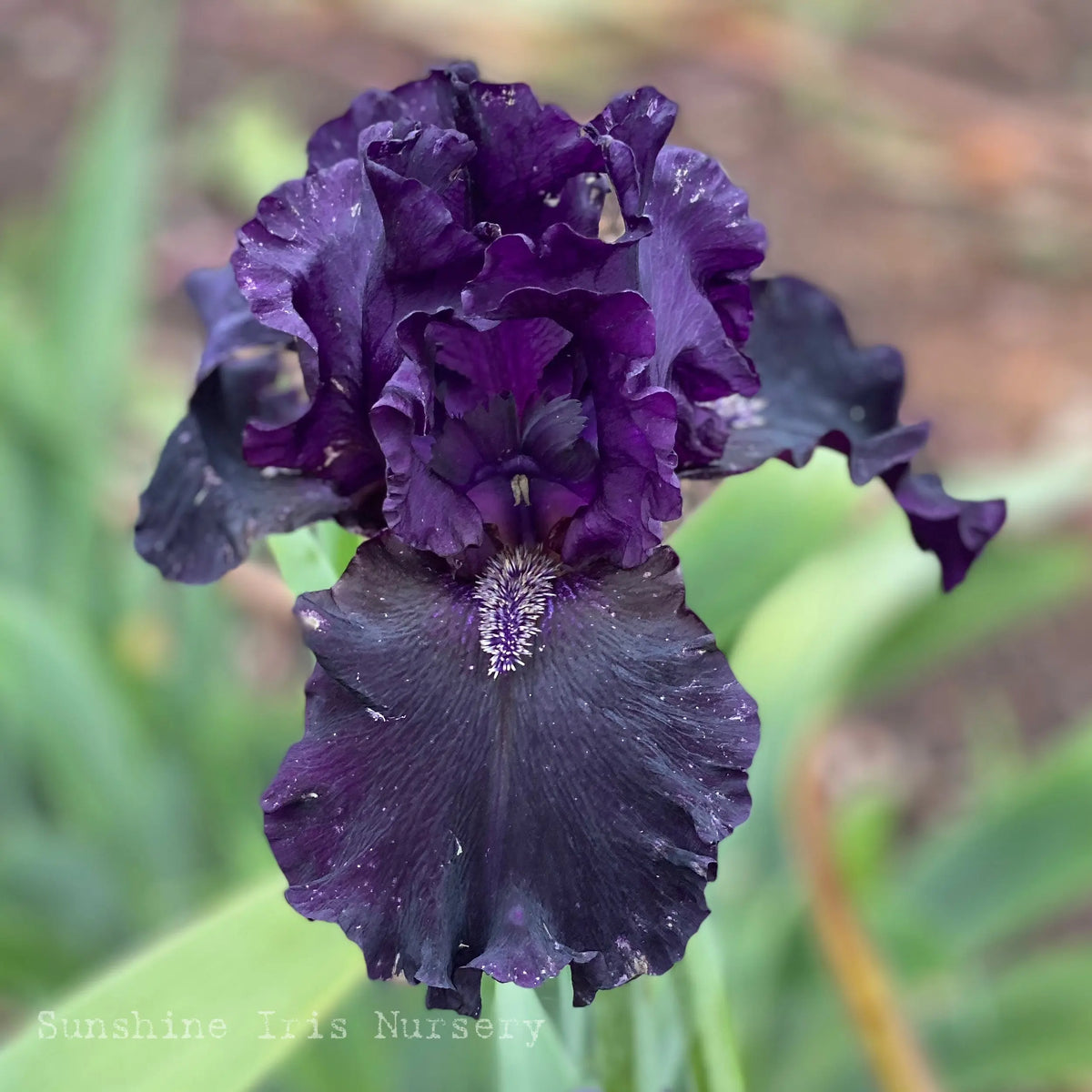 Tall Iris Special - 10 Unlabelled tall bearded irises Sunshine Iris Nursery