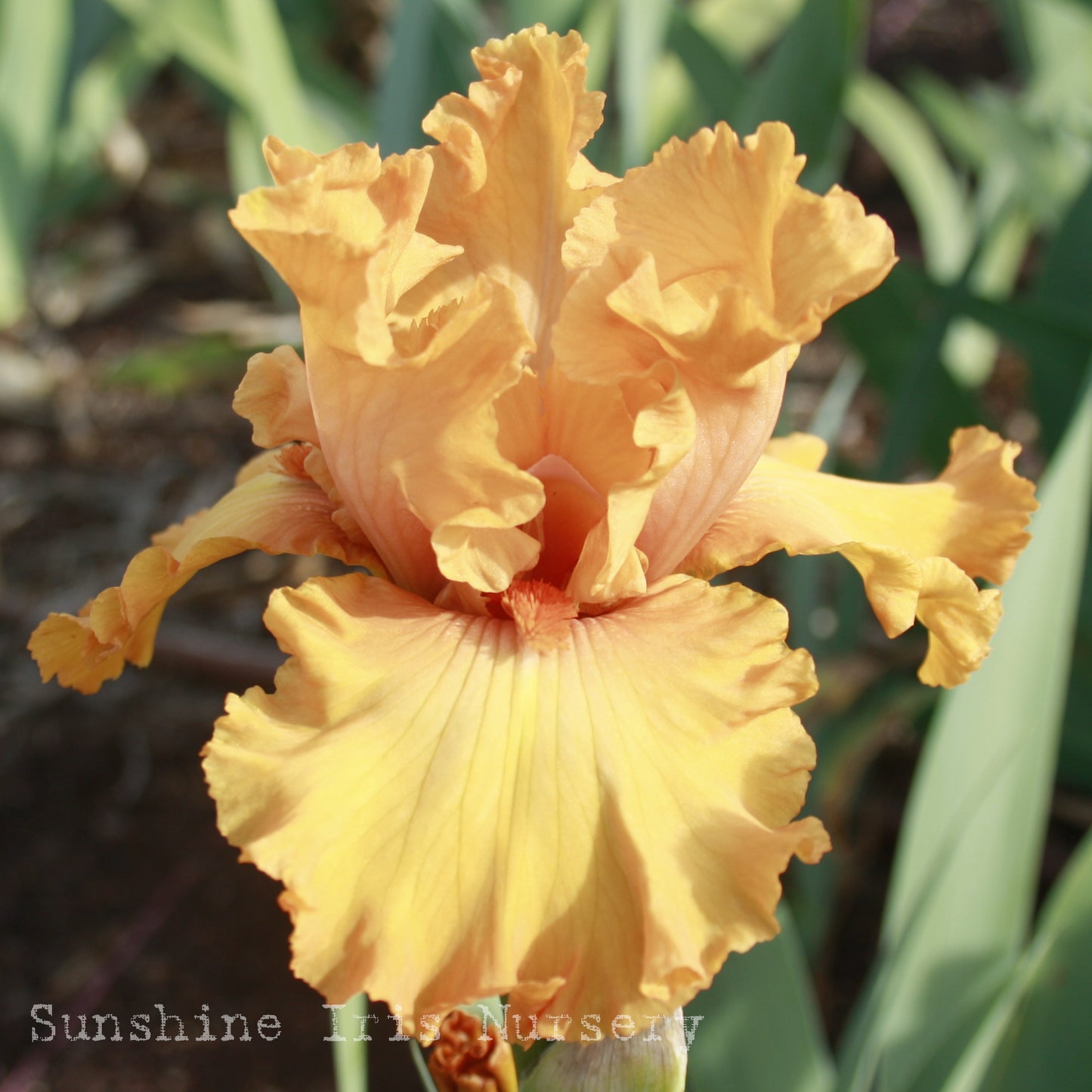 Bogota - Tall Bearded Iris