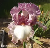 Brazen Beauty - Tall Bearded Iris Sunshine Iris Nursery