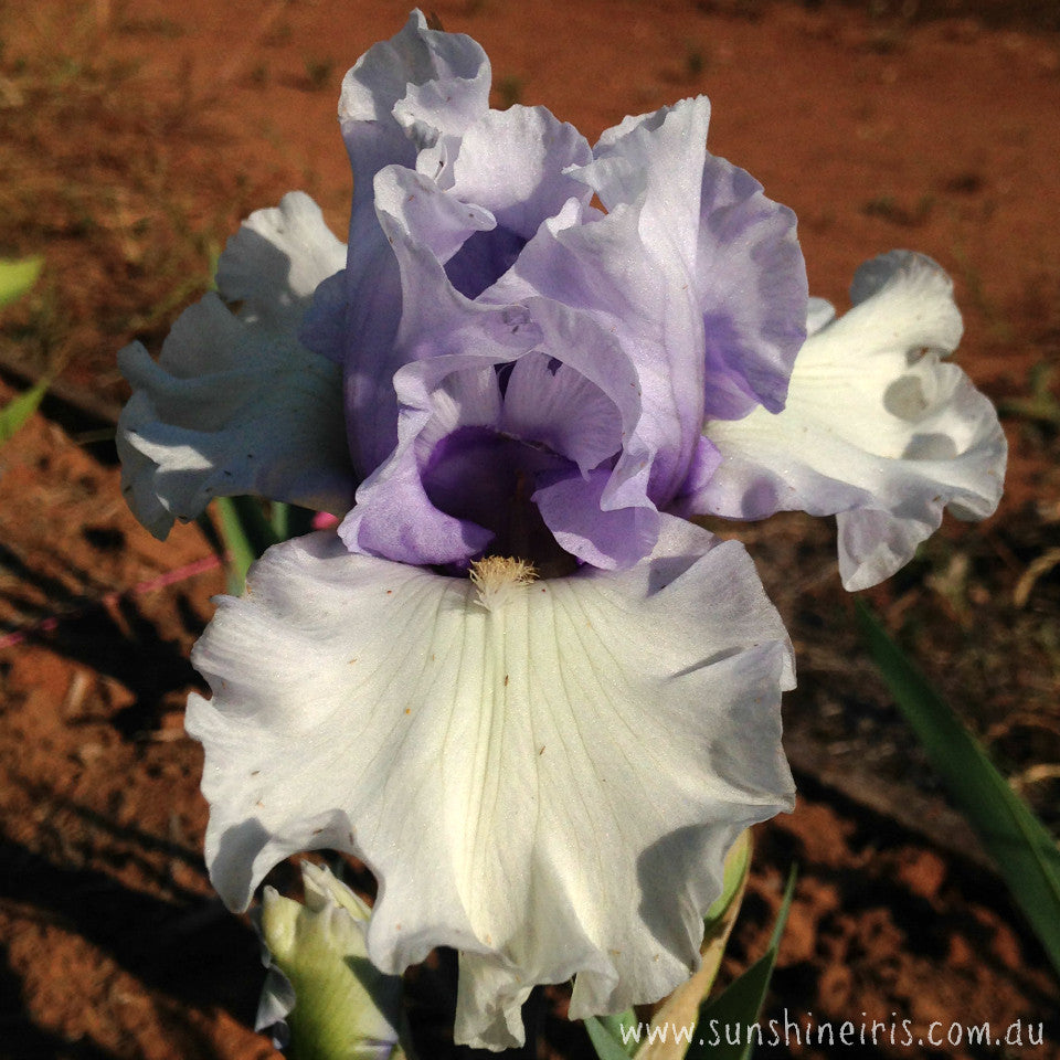 Brussels - Tall Bearded Iris