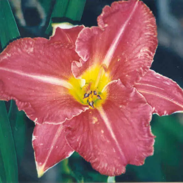 Cenla Triumph - Large Daylily Sunshine Iris Nursery