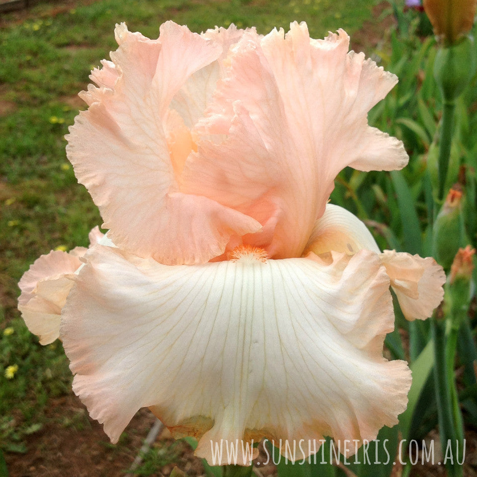 Centennial Hall - Tall Bearded Iris