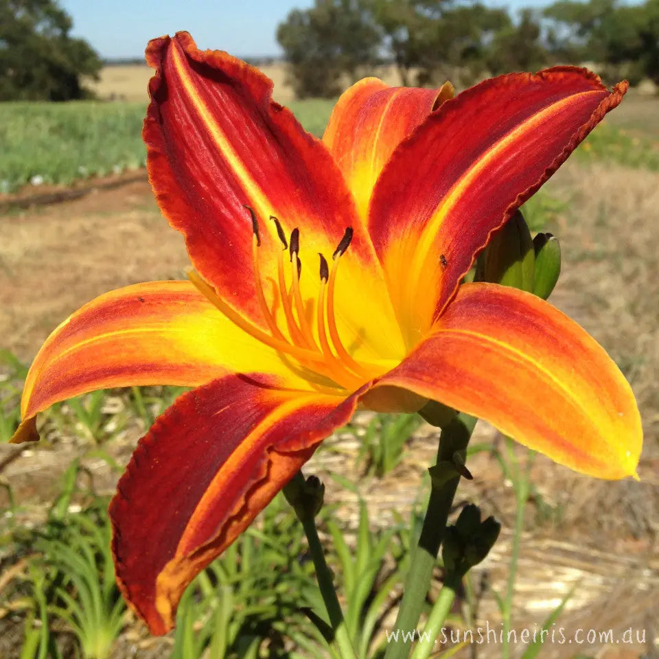 Chanticleer - Large Daylily Sunshine Iris Nursery