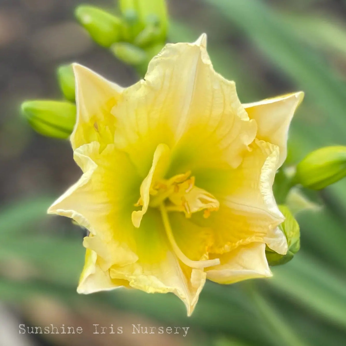 Chardonnay - Double Daylily Sunshine Iris Nursery