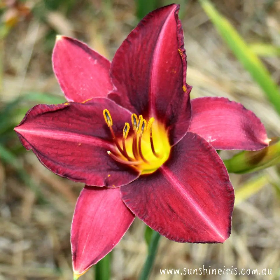 Chartwell - Large Daylily Sunshine Iris Nursery