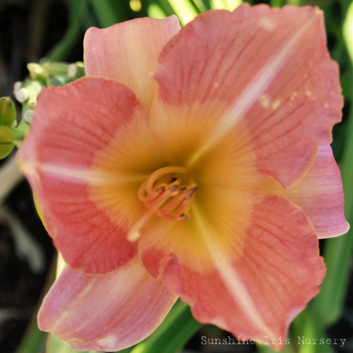 Chinese Pavilion - Large Daylily Sunshine Iris Nursery