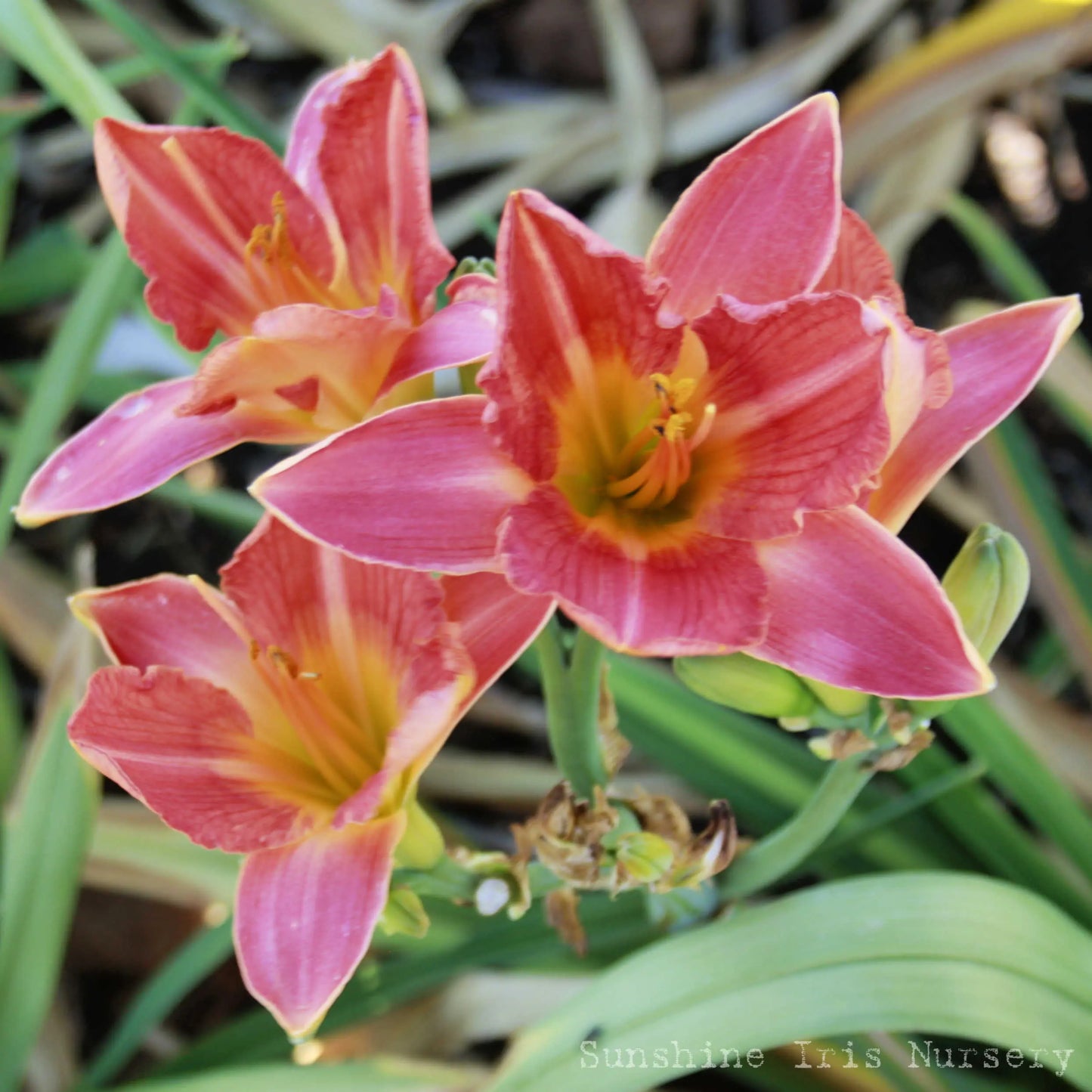 Chitagong - Large Daylily Sunshine Iris Nursery