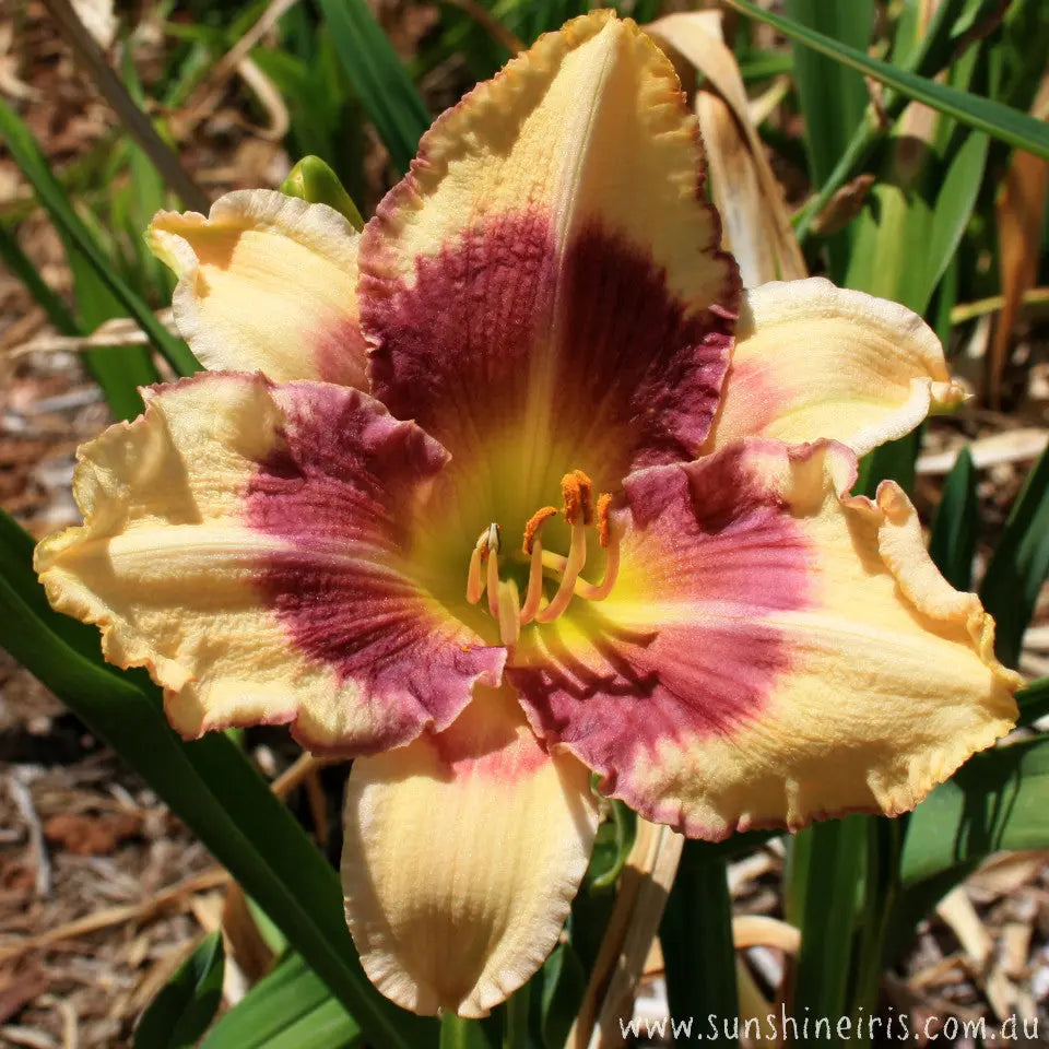 Cindy's Eye - Large Daylily Sunshine Iris Nursery