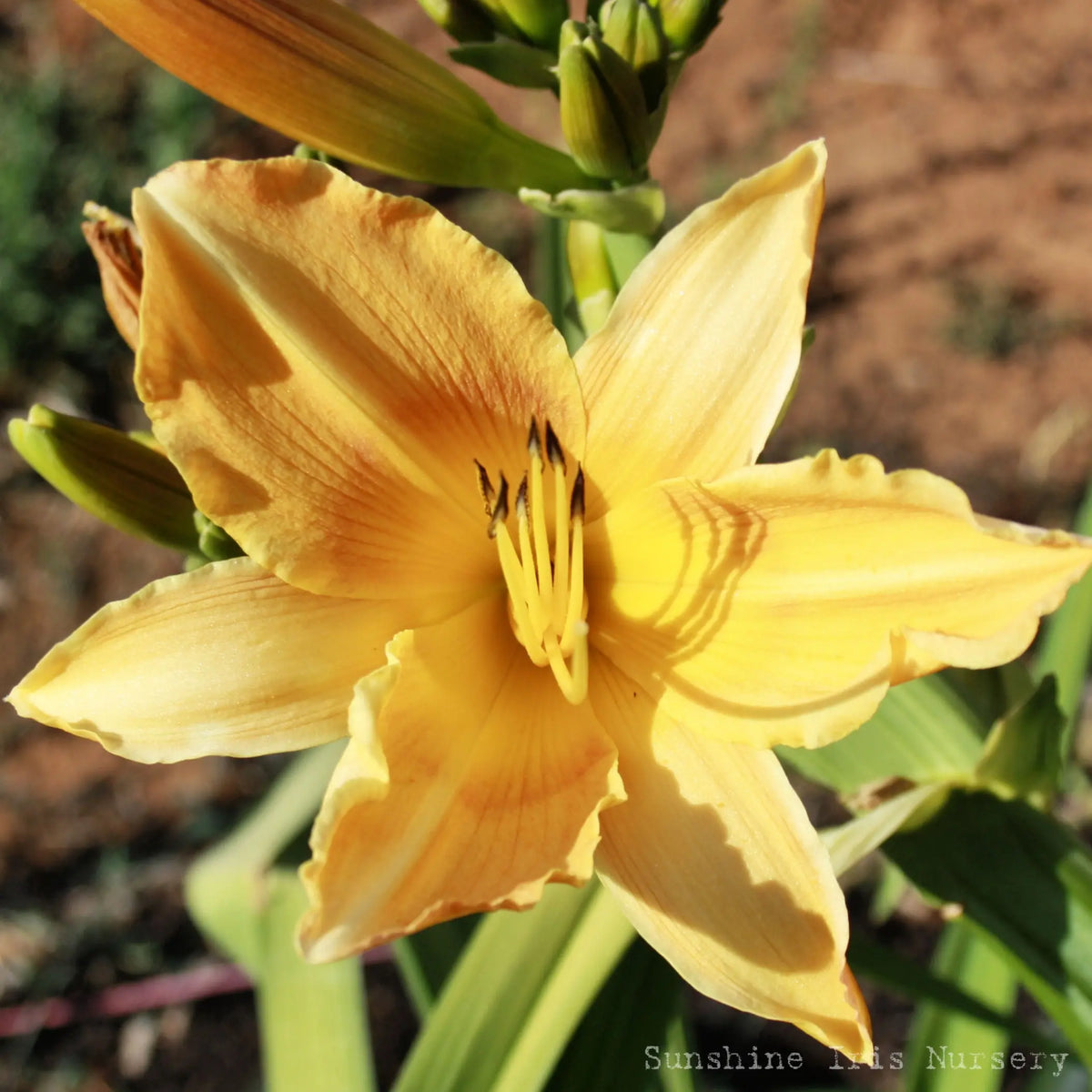 Copper Promise - Large Daylily Sunshine Iris Nursery