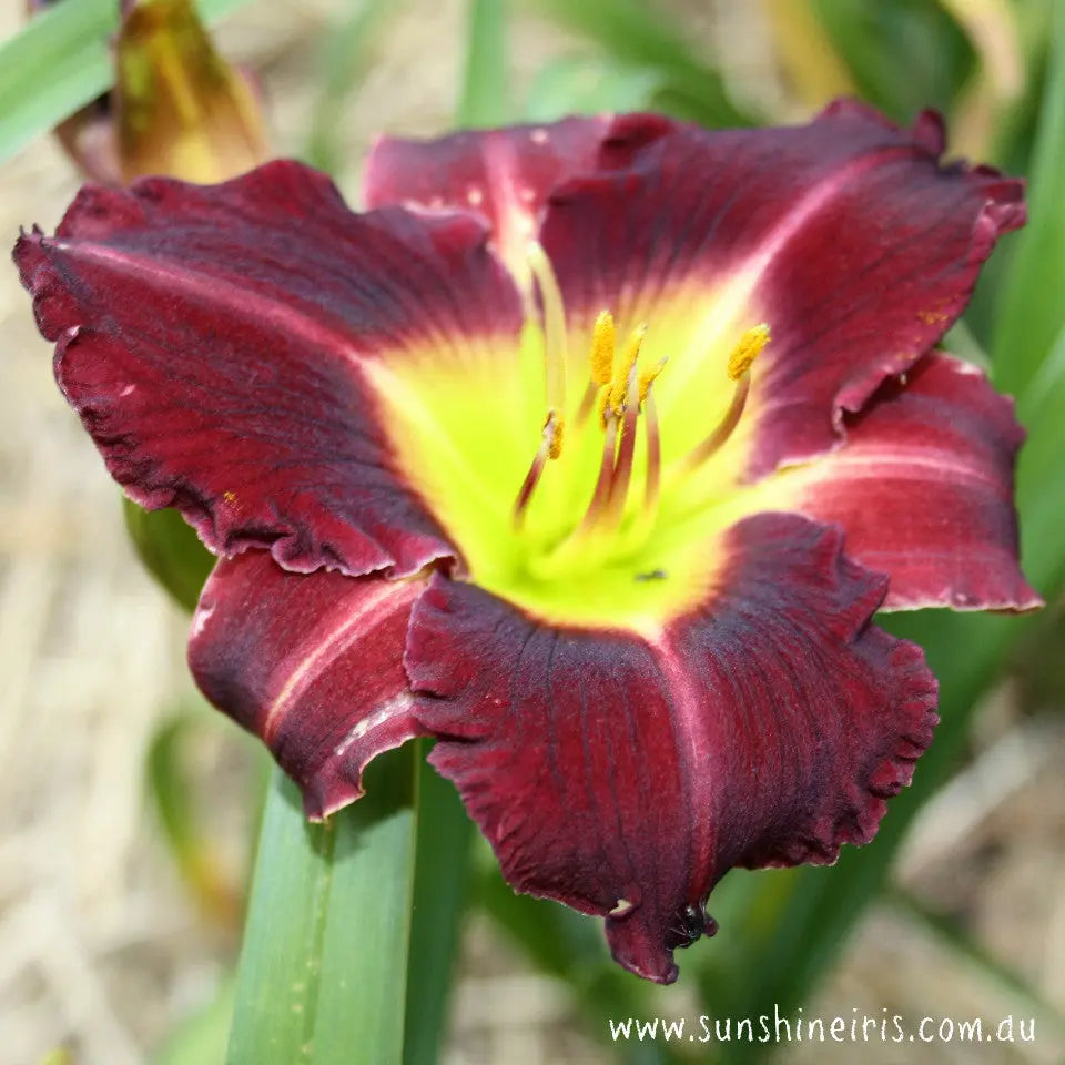 Evening Enchantment - Large Daylily Sunshine Iris Nursery