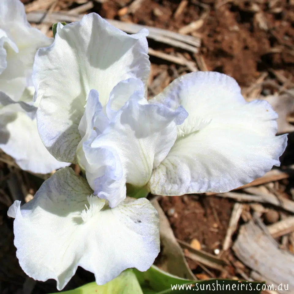 Fairy Footsteps - Dwarf Bearded Iris Sunshine Iris Nursery