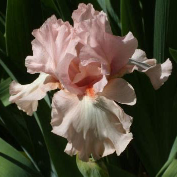 For Lovers Only - Tall Bearded Iris