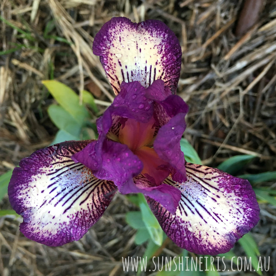 For Fun - Dwarf Bearded Iris
