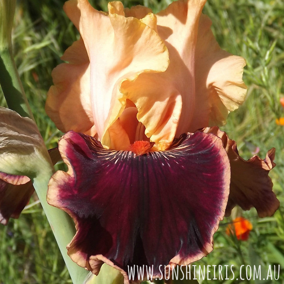 Glamour Pants - Tall Bearded Iris
