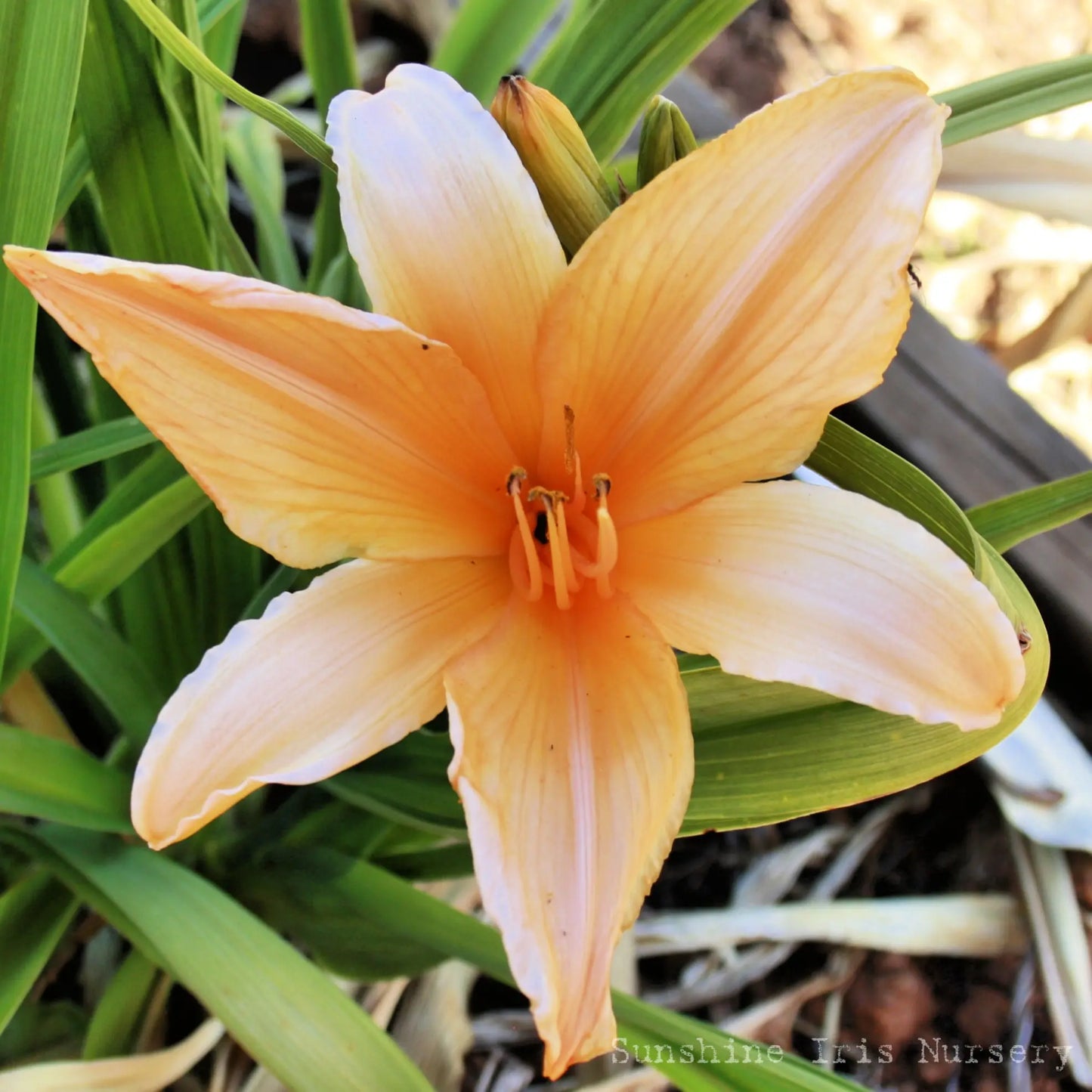 Grecian Honey - Large Daylily Sunshine Iris Nursery