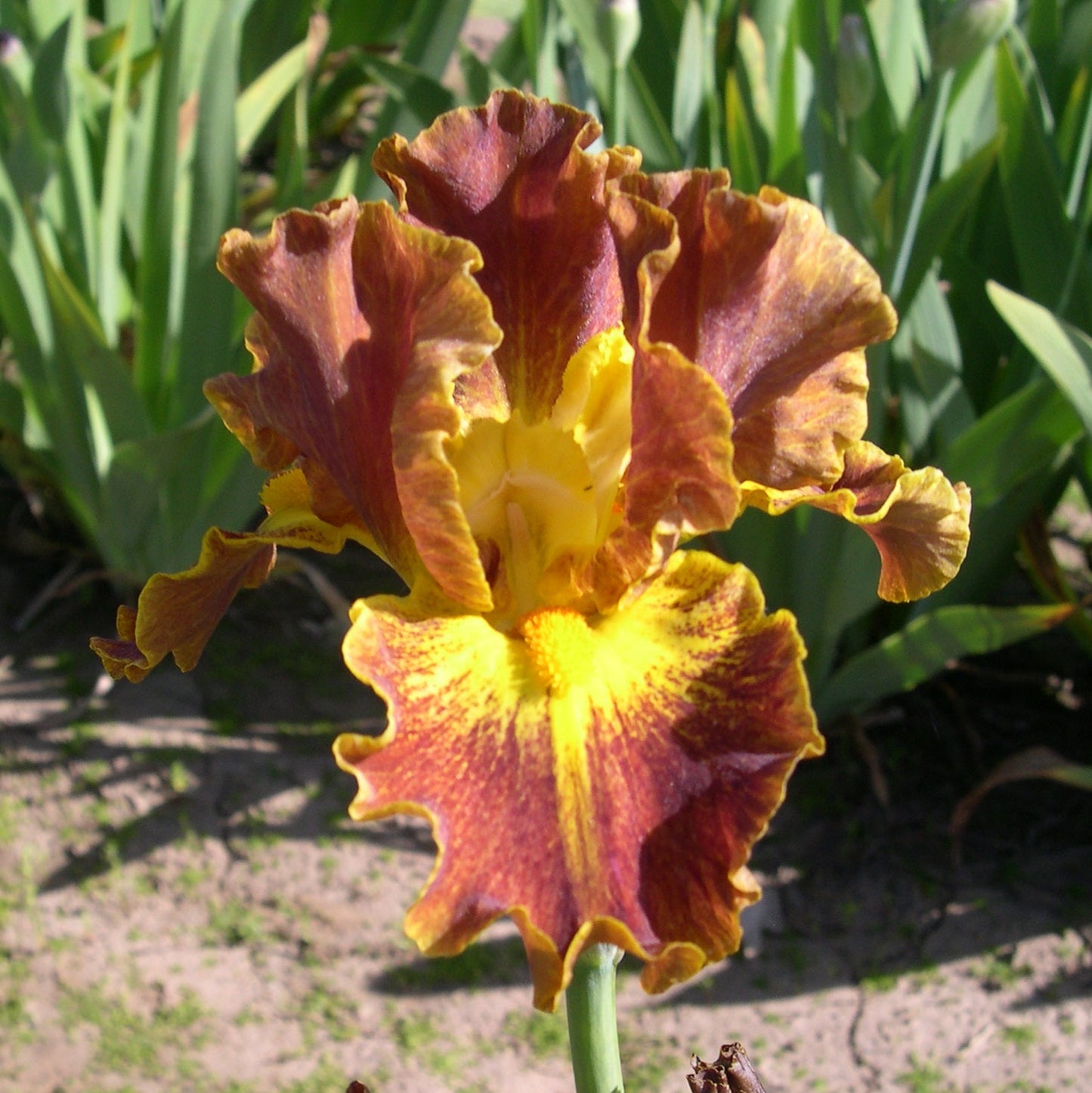 Hot Topic - Intermediate Bearded Iris