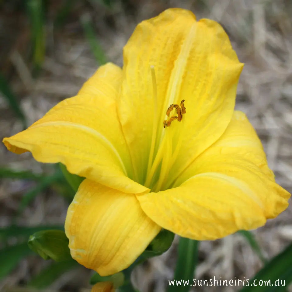 Jean Wooten - Large Daylily Sunshine Iris Nursery