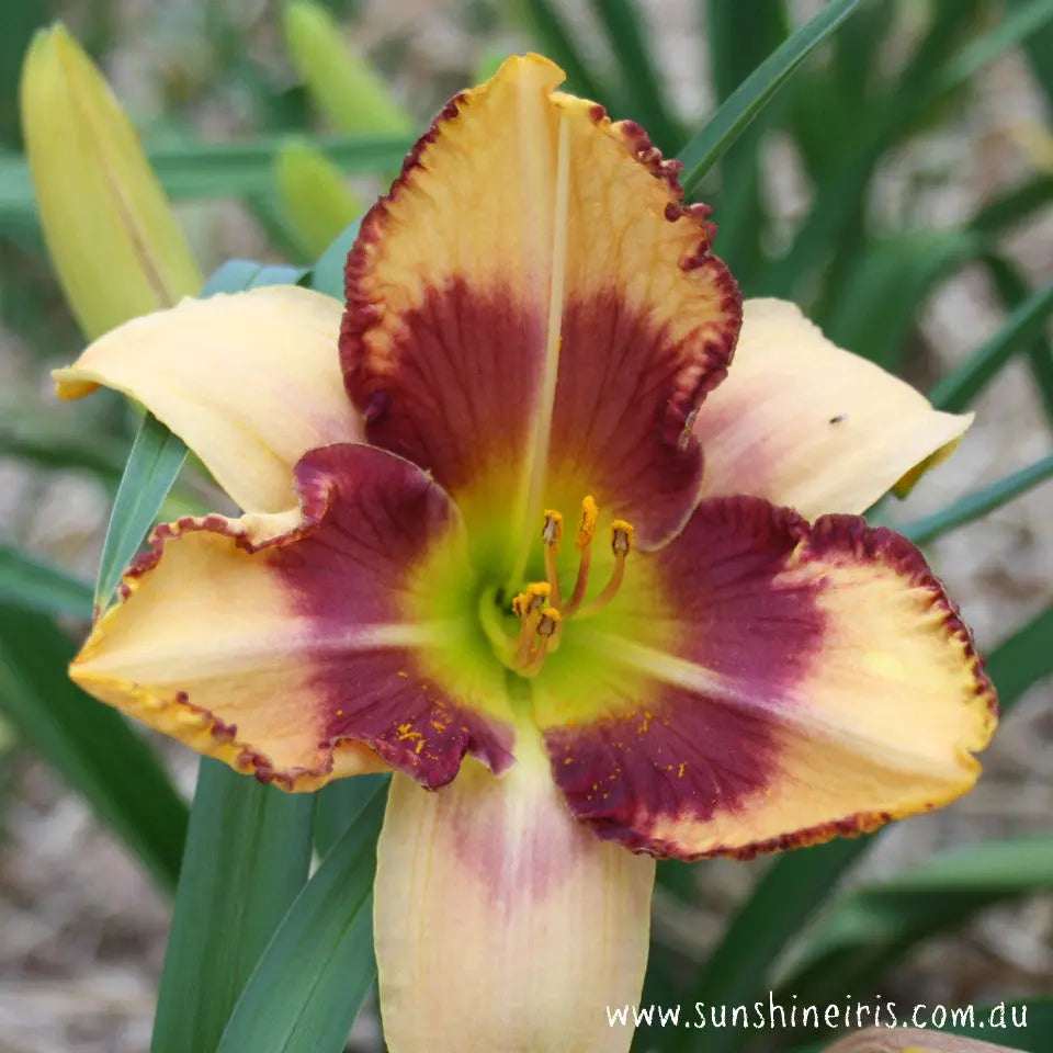 Jungle Mask - Large Daylily Sunshine Iris Nursery