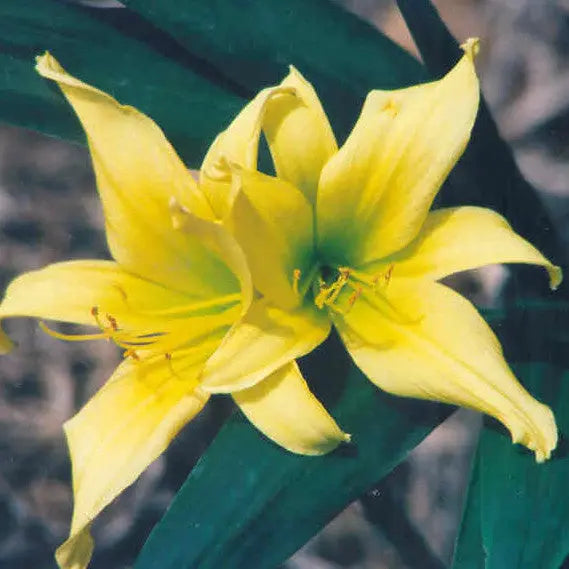 Lime Painted Lady - Spider Daylily Sunshine Iris Nursery