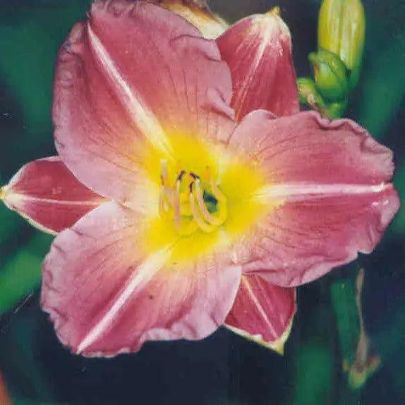 Linda Guidry - Large Daylily Sunshine Iris Nursery