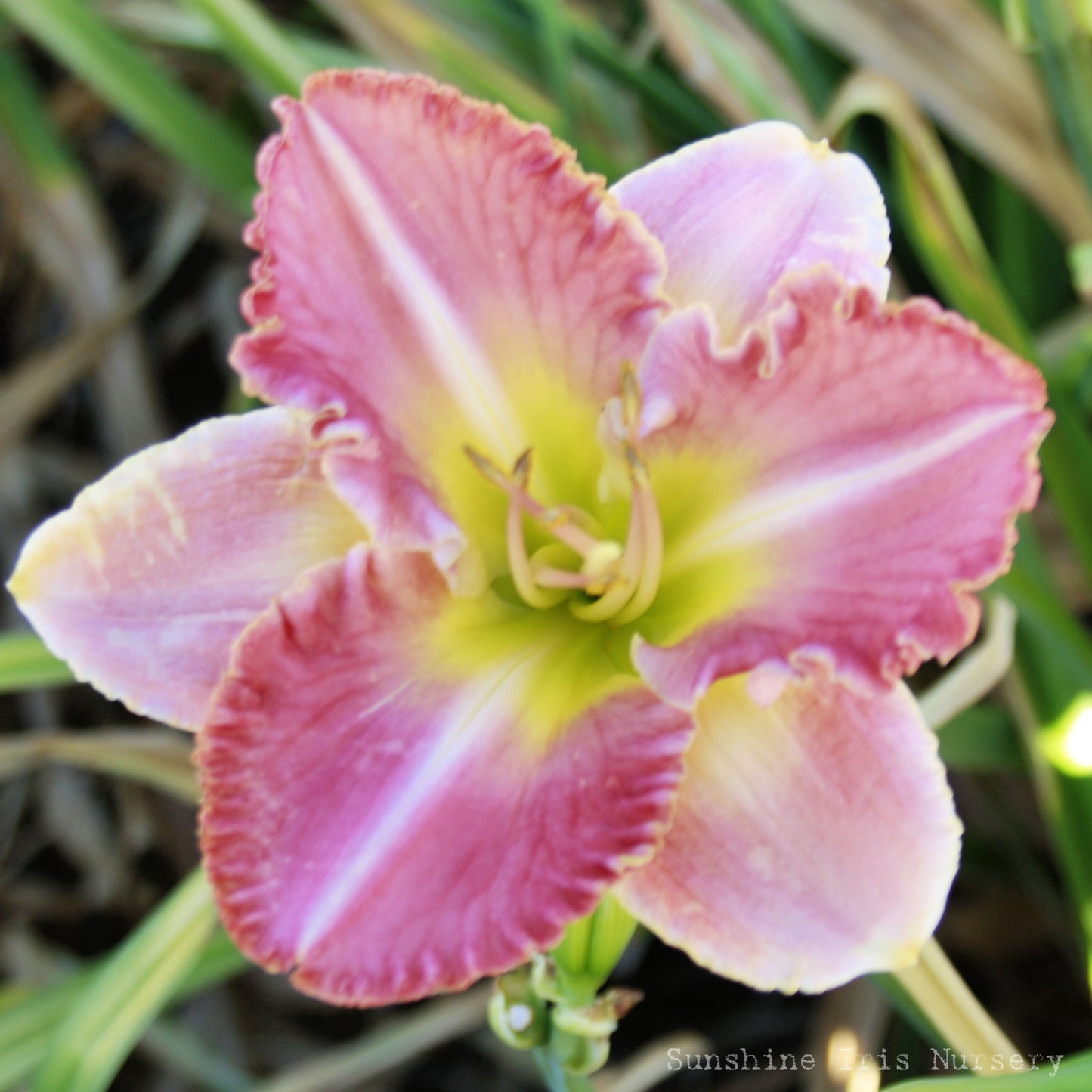 Linden Raspberry Sundae - Large Daylily