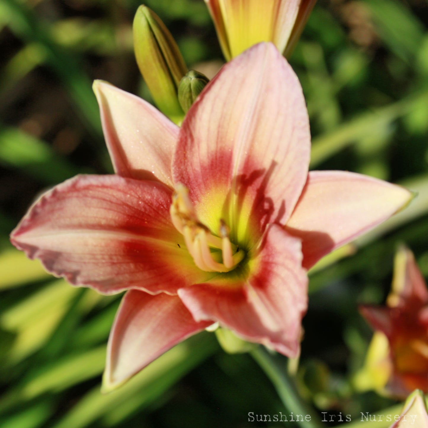 Little Celena - Miniature Daylily